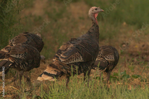 Wild Turkey with other turkey scratching for food 