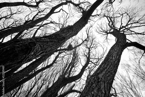 Sad winter trees in black and white style