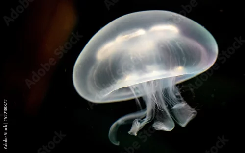 Fototapeta na wymiar White jelly fish with strong lights