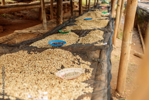 Close up of drying tabels at coffee washing station in the farm in Africa photo