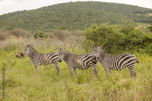 Herd of zebras on the african savannah with a wild boar in the background