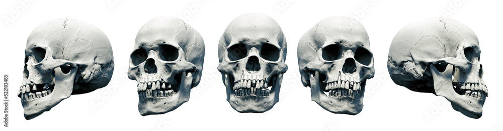 Set Human skulls with an close lower jaw on a White isolated background. Kit. The concept of death, immortality, eternal life, horror. Acult symbol. Spooky Halloween symbol. 3D render Set Human skulls with an close lower jaw on a White isolated background. Kit. The concept of death, immortality, eternal life, horror. Acult symbol. Spooky Halloween symbol. 3D render