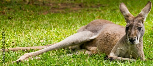 Canvas Print Closeup of a red kangaroo (Osphranter rufus) lying on the grass