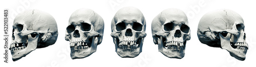 Stampa su tela Set Human skulls with an close lower jaw on a White isolated background