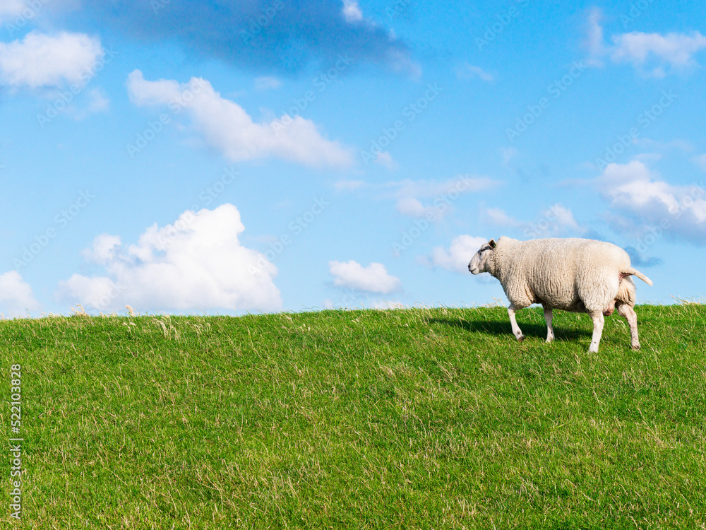 Sheep walks up a grassy hill on a sunny day Sheep walks up a grassy hill on a sunny day