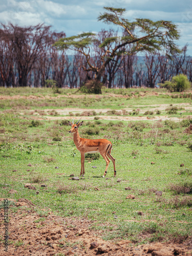 Antelope on a safari