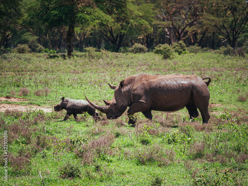 rhino in the wild with baby
