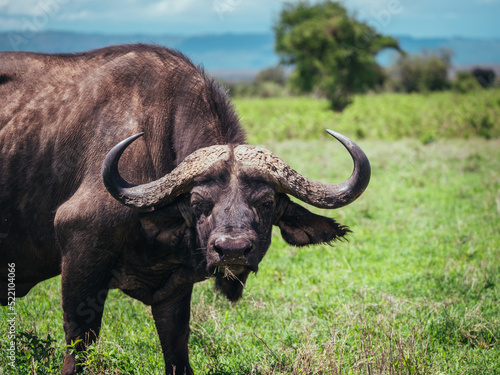 cape buffalo in the savannah © Caleb