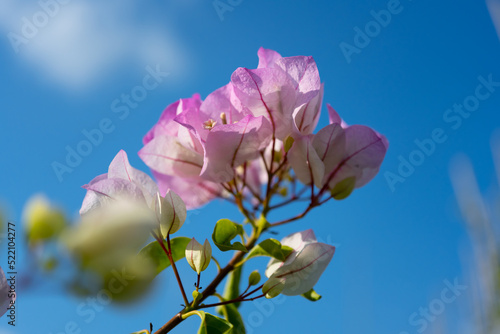 Local pink white bougainvillea, which has the nickname paper flower because the petals are very thin and look like paper. Sky background