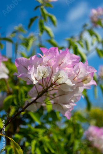 Local pink white bougainvillea  which has the nickname paper flower because the petals are very thin and look like paper. Sky background
