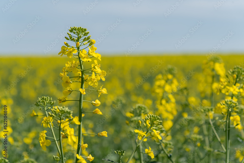 Obraz premium rape field against the blue sky