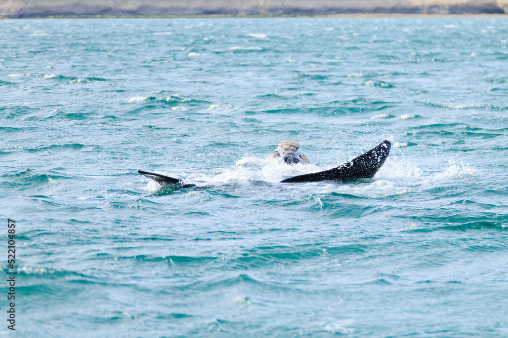Fototapeta premium Whale watching from Valdes Peninsula,Argentina. Wildlife