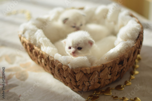 Little white kittens in a basket.