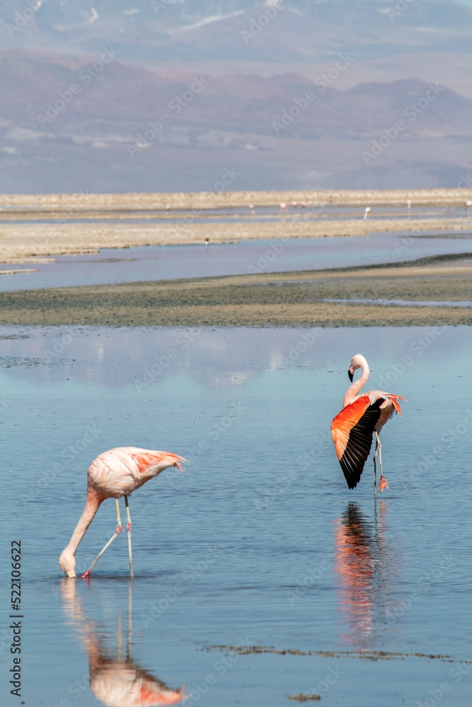 Naklejka premium Chile