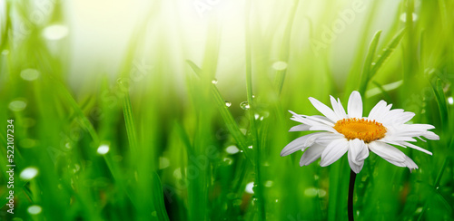 White camomile flower on green grass blur nature horizontal background.