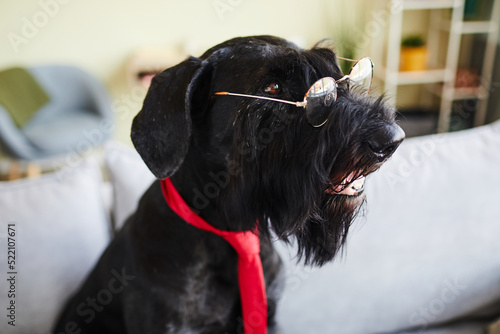 Black schnauzer wearing eyeglasses and red tie sitting on sofa in the room