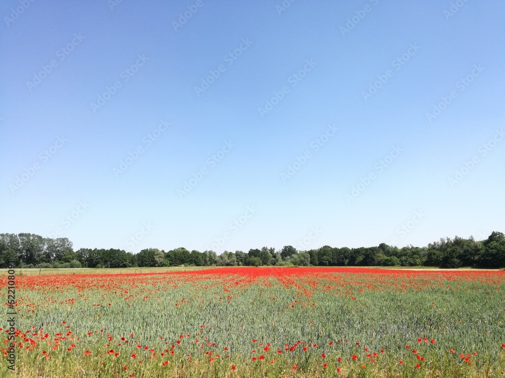 HDR Poppy field on the outskirts HDR Poppy field on the outskirts