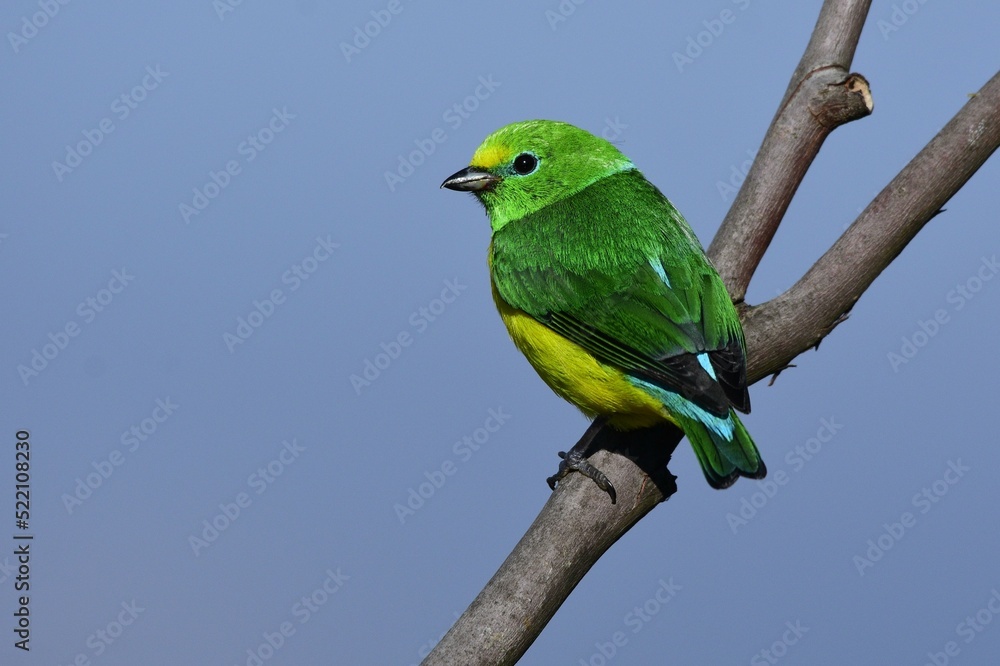 Fototapeta premium Blue-naped Chlorophonia