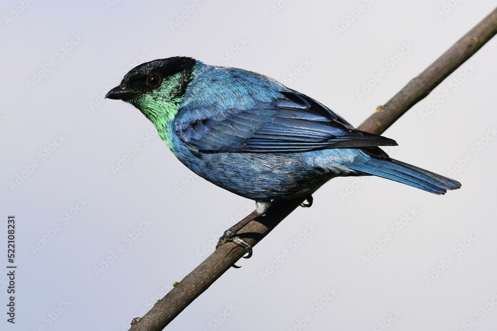 Obraz premium Black-capped Tanager male