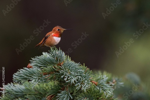 rufous hummingbird in spruce photo