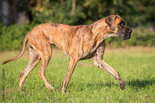 great dane walking sideways