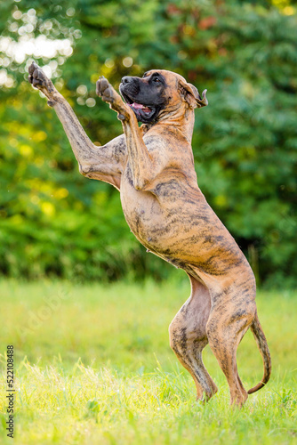 Fényképezés great dane standing on hind legs