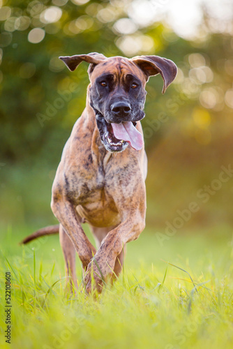brindle great dane running with tongue out © stepko