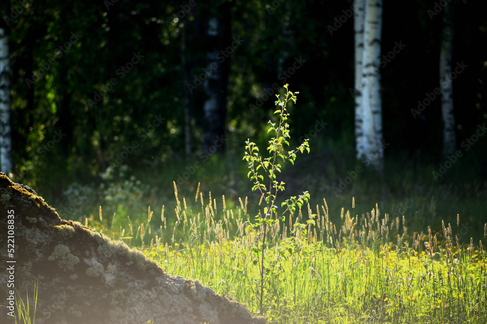 Grassy summer and evening field Grassy summer and evening field