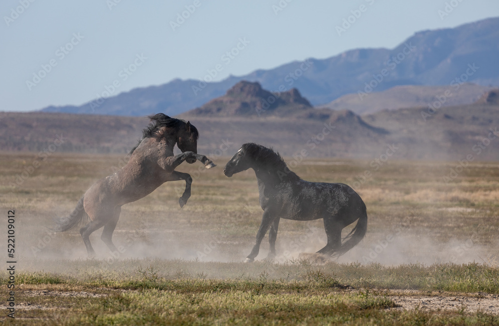 Wild Horse Stallions Fighting in the Utah Desert Wild Horse Stallions Fighting in the Utah Desert