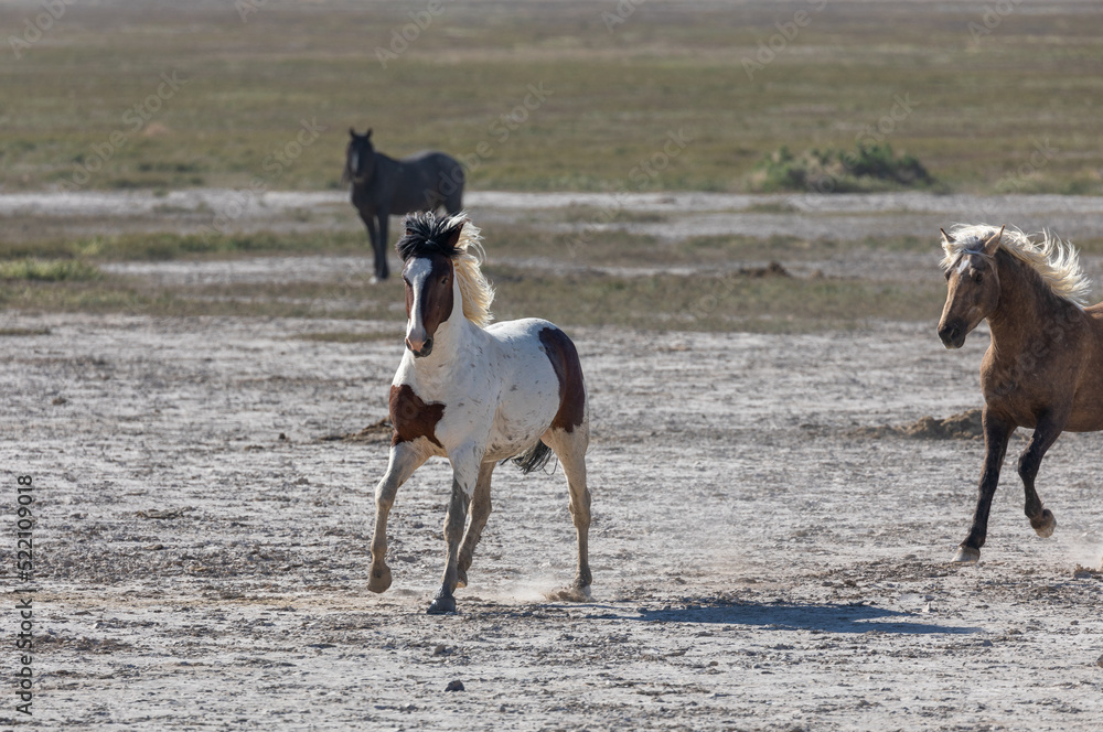 Wild Horse Stallions Fighting in the Utah Desert Wild Horse Stallions Fighting in the Utah Desert