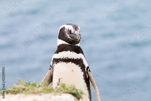 Magellanic penguin. Caleta Valdes penguin colony, Patagonia, Argentina