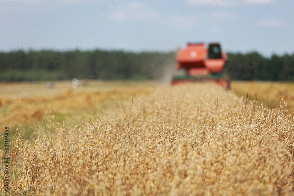 Obraz premium combine harvester driving through field collecting grain in summer. Harvesting of early grains and winter wheat. Agricultural machinery rides to camera collecting wheat. Cultivation of organic wheat.
