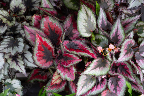 Photos Top view amazing colorful leaf pattern  various begonia rex leaves background