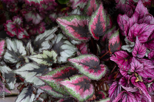 Bild auf Leinwand Top view amazing colorful leaf pattern  various begonia rex leaves background