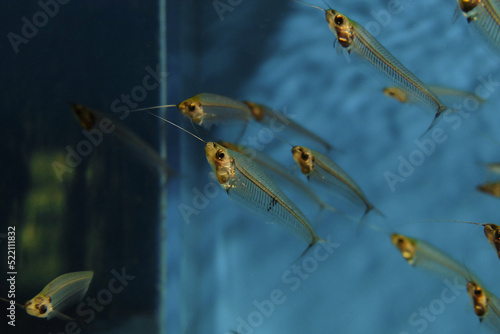 Glass catfish. School of fish. Selective focus on the nearest fish with blured background (bokeh). photo