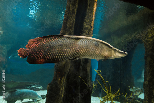 Arapaima. Big fish swims in water. Pirarucu (Arapaima gigas).