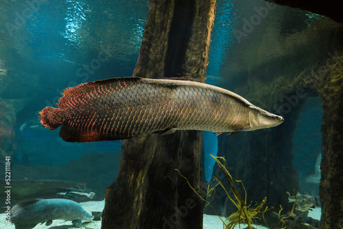 Arapaima. Big fish swims in water. Pirarucu (Arapaima gigas). photo