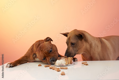 dog's birthday party. Thai Ridgeback and Staffordshire bull terrier are eating cake. Holiday with a pet, carnival, fun