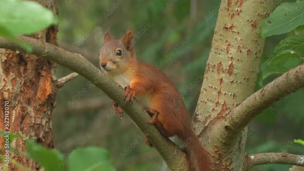 cute red squirrel animal in tree watch call alert ambient sound natural world norway cute red squirrel animal in tree watch call alert ambient sound natural world norway