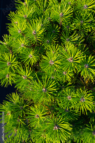 Cultivar dwarf mountain pine Pinus mugo. Small dwarf mountain pine with young buds in spring.Pinus mugo mughus for rock garden.Selective focus