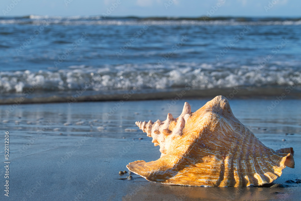 Large conch shell on the beach with the ocean behind Large conch shell on the beach with the ocean behind