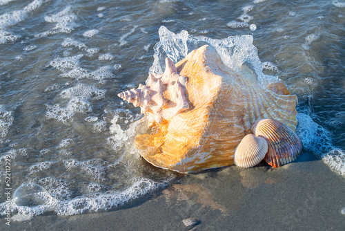 Large conch shell on the beach being hit by a wave photo