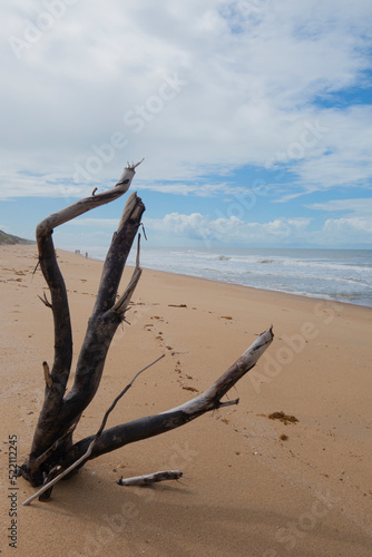 Tree branch in wild beach landscape in Brazil