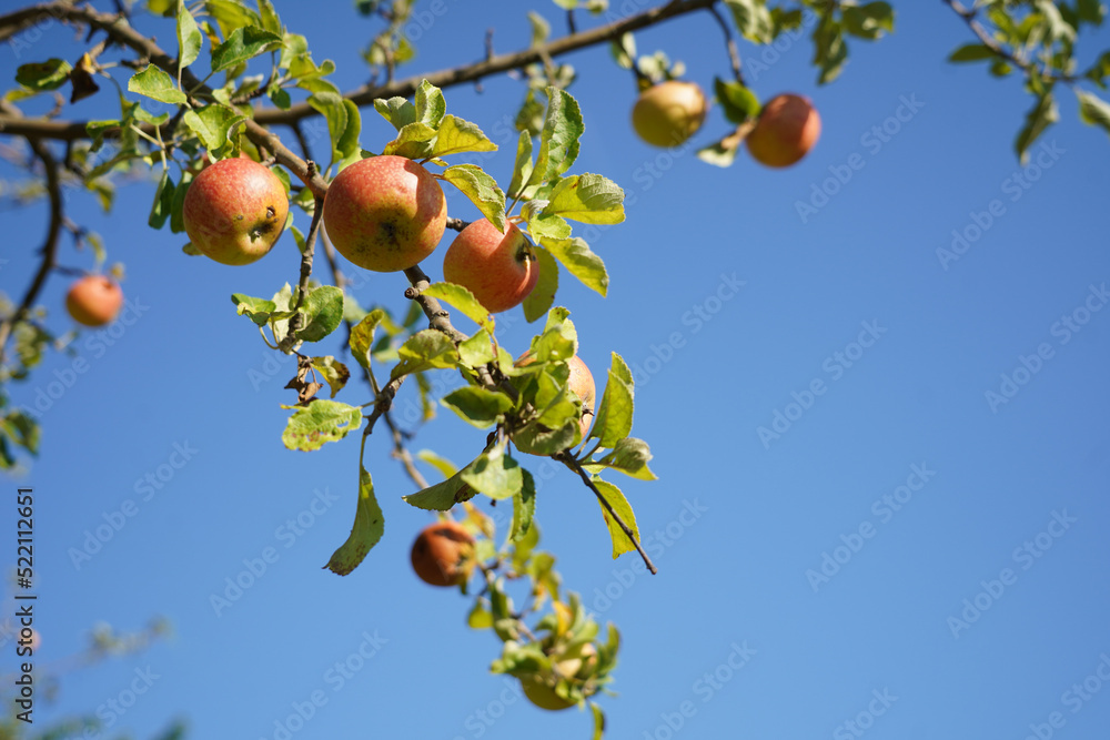 Red apples high up in the apple tree tempt the hiker the most