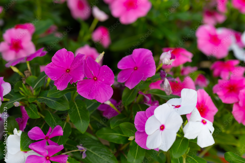 New Guinea impatiens or Impatiens hawkeri flowering plant, Bright impatiens hawkeri in bloom New Guinea impatiens or Impatiens hawkeri flowering plant, Bright impatiens hawkeri in bloom