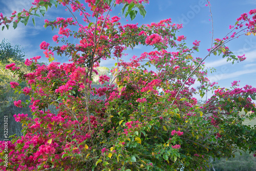 Brazil pink primavera tree details © Grace Langbeck