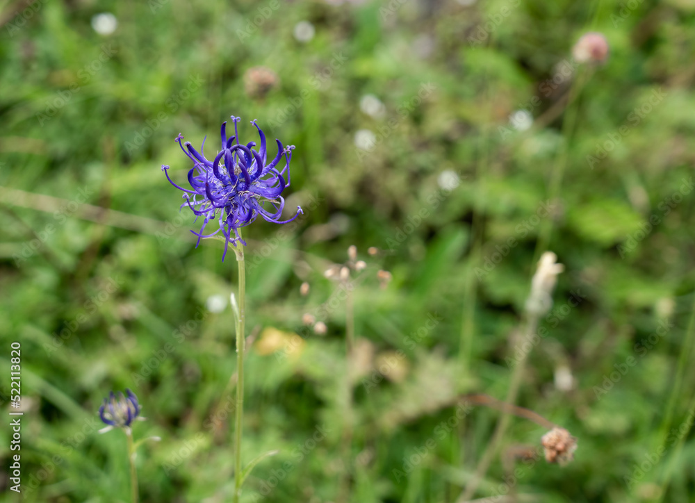 detailed close up of a Round Headed Rrampion (Phyteuma orbiculare) also known as the pride of Sussex