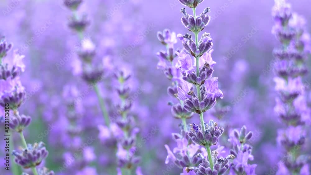 Close up of blooming lavender flowers under the summer sun rays. Lavender background. Close up of blooming lavender flowers under the summer sun rays. Lavender background.