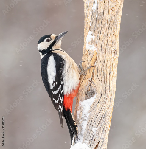 Great Spotted Woodpecker