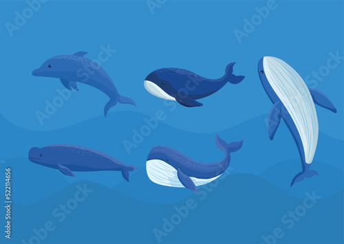 colored whales bundle